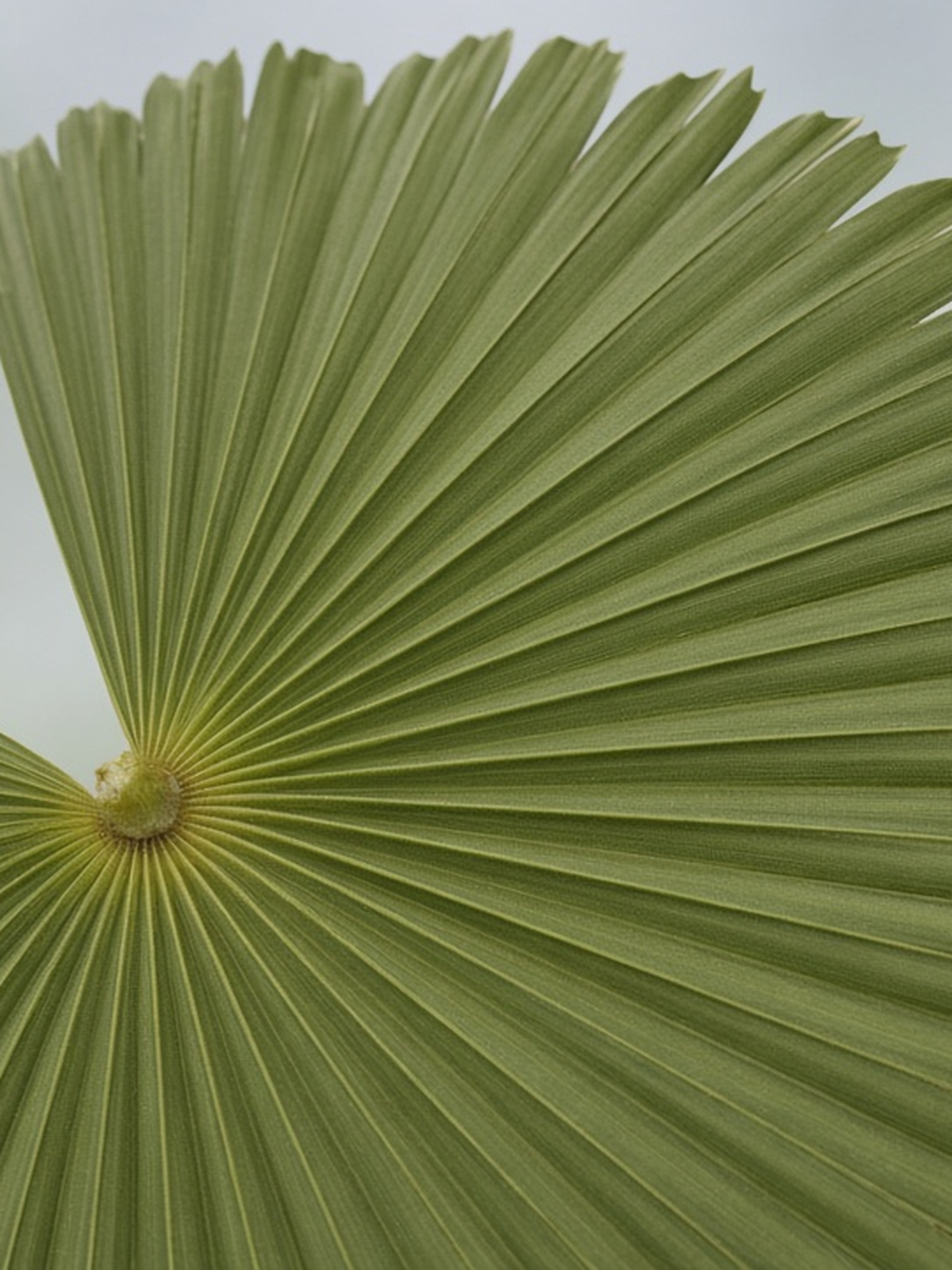 AI design study: green fan palm radial